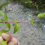 Stellaria neglecta Kůra