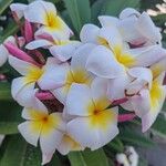 Plumeria alba花