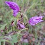 Cephalanthera rubra Flower