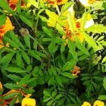 Tagetes tenuifolia Likasa