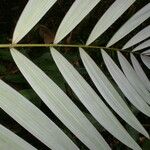 Oenocarpus mapora 叶