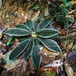 Acranthera ceylanica Лист