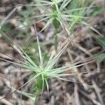 Aegilops geniculata Fruit