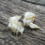 Cyperus mindorensis फल