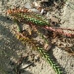 Euphorbia paralias Folha