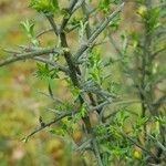 Genista scorpius Leaf