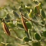 Zygophyllum fabago Fruit