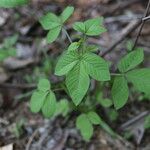 Cleome aculeata 葉