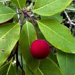 Ilex mucronata Fruit