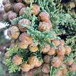 Chamaecyparis obtusa Vili