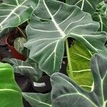 Alocasia micholitziana Leaf