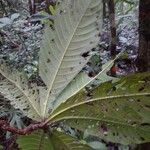 Duroia eriopila Leaf