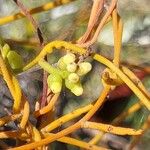 Cassytha filiformis Flower