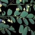 Breynia retusa Flower