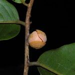 Uvaria obanensis Flor