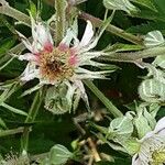 Rubus nemoralis Květ
