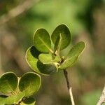 Fernelia buxifolia Autre