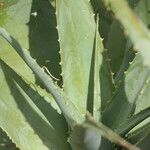 Aloe globuligemma पत्ता