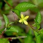 Ludwigia hyssopifolia Other