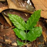 Strophanthus preussii Hoja