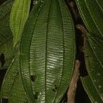 Miconia tschudyoides Leaf