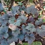 Heuchera micrantha Habitat