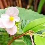 Begonia fischeri Кветка