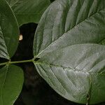 Senna hayesiana Leaf