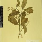 Gaultheria fragrantissima Övriga