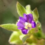 Legousia hybrida Flower