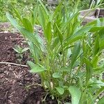 Coreopsis grandifloraFuelha