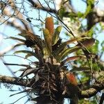 Tillandsia fendleri Feuille