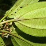 Miconia ciliata 葉