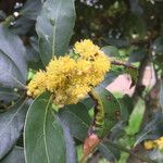 Laurus nobilisFlower