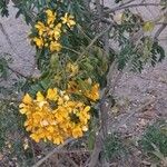 Senna multiglandulosa Květ