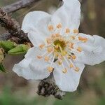 Prunus x cerea Flower