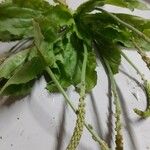 Plantago majorHostoa