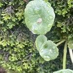 Umbilicus rupestris List