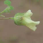 Pavonia cancellata Flower