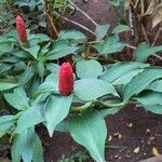 Costus spiralis Blüte