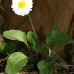 Bellis rotundifolia Other