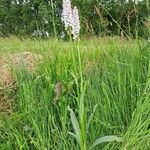 Dactylorhiza incarnata 形態