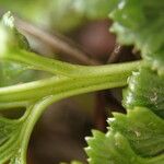 Asplenium adiantum-nigrum Leaf