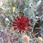 Centaurea pubescens Blomma