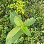 Asclepias purpurascens Leaf