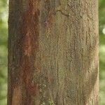 Protium apiculatum Coajă