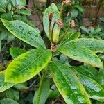 Rhododendron ponticum Levél