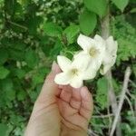 Bourreria quirosii फूल