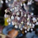 Heuchera micrantha फूल