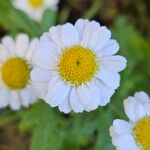 Tanacetum parthenium Çiçek